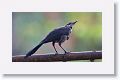 Great-tailed Grackle, female