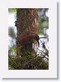 Strong-billed Woodcreeper