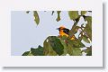 Spot-breasted Oriole