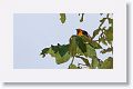 Spot-breasted Oriole