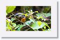 Slate-throated Redstart feeding