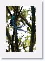 Resplendent Quetzal