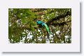 Resplendent Quetzal