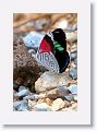 88 Butterfly
