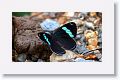 88 Butterfly