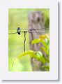 White-eared Hummingbird