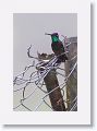 Magnificent Hummingbird