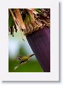 White-eared Hummingbird