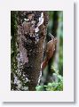 Strong-billed Woodcreeper