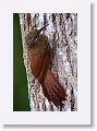 Strong-billed Woodcreeper
