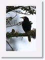 Chestnut-headed Oropendola