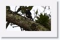 Acorn Woodpecker