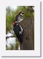 Acorn Woodpeckers