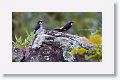 Acorn Woodpeckers