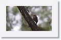 Golden-fronted Woodpecker