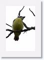 Great Kiskadee