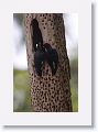 Acorn Woodpeckers