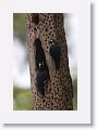 Acorn Woodpeckers