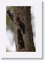 Acorn Woodpeckers