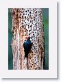 Acorn Woodpecker