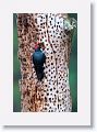 Acorn Woodpecker