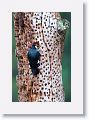 Acorn Woodpecker