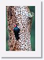 Acorn Woodpecker