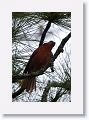 Hepatic Tanager