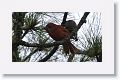 Hepatic Tanager