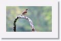 Clay-colored Thrush