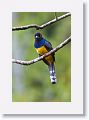 Gartered Trogon