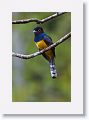 Gartered Trogon