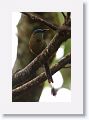 Keel-billed Motmot