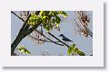 Black-crowned Tityra