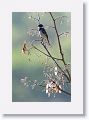 White-collared Seedeater