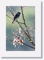 White-collared Seedeater