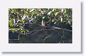 Rufous-browed Peppershrike
