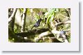 Barred Antshrike