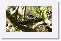 Barred Antshrike