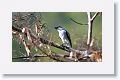 Black-crowned Tityra
