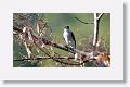 Black-crowned Tityra