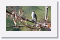 Black-crowned Tityra