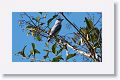 Black-crowned Tityra