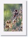 Crimson-collared Tanager