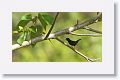 Melodious Blackbird
