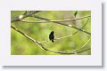 Melodious Blackbird
