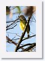 Rufous-browed Peppershrike