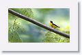 Yellow-throated Euphonia