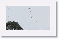 Swallow-tailed Kites