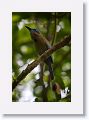 Keel-billed Motmot